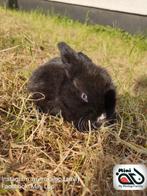 Baby minilop konijn met blauwe ogen (transport mogelijk), Animaux & Accessoires, Lapins, Oreilles tombantes, Mâle, Nain, 0 à 2 ans