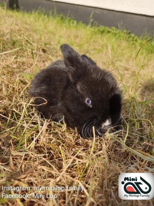 Baby minilop konijn met blauwe ogen (transport mogelijk), Dieren en Toebehoren, Konijnen, Dwerg, Mannelijk, 0 tot 2 jaar, Hangoor