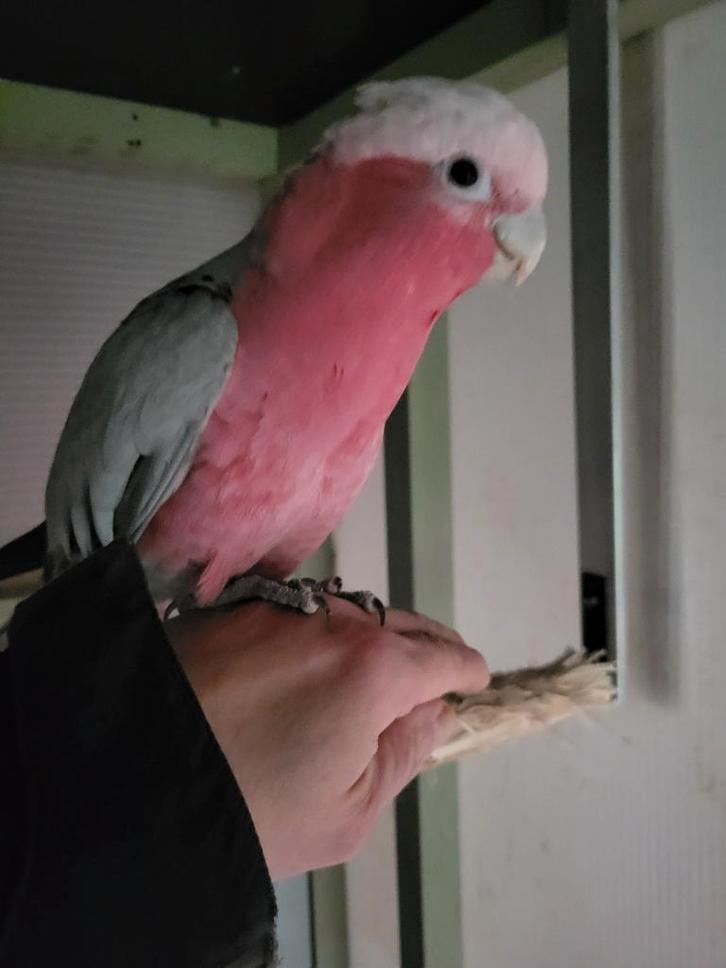 Handtamme rose kaketoe pop 2024, Dieren en Toebehoren, Vogels | Parkieten en Papegaaien, Papegaai, Vrouwelijk, Tam, Geringd