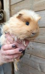 Sheltie cavia beer, Octobre, Mâle, Cobaye