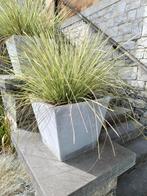 PLANTES EXTÉRIEUR + POT INCLUS !, Ne fleurit pas, Plein soleil, Plante fixe, Fougères