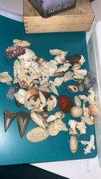 Verzameling zee koraal schelpen en haaientanden, Ophalen of Verzenden