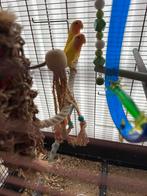 2 dwerg papegaaien met kooi te Nazareth., Dieren en Toebehoren, Geslacht onbekend