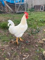 Haan, Dieren en Toebehoren, Pluimvee