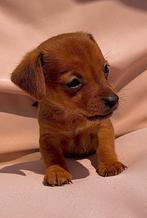 Jack russel pups, Dieren en Toebehoren, Honden | Jack Russells en Terriërs, CDV (hondenziekte), België, Fokker | Hobbymatig, Jack Russell Terriër