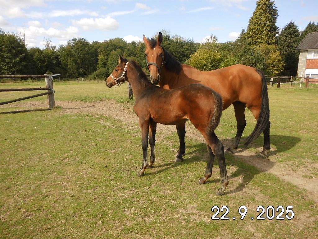 Hengstenveulen, Dieren en Toebehoren, Paarden, Springpaard, Minder dan 160 cm, Met stamboom, M