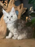 Maine coon, Poes, Gechipt, 0 tot 2 jaar