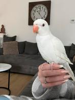 Handtamme jonge halsband parkiet, Dieren en Toebehoren, Vogels | Hokken en Kooien, Ophalen, Zo goed als nieuw