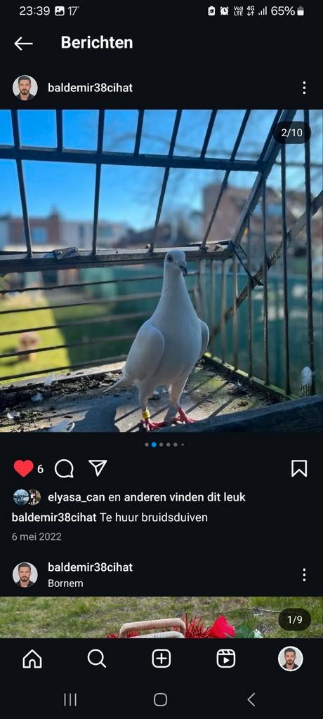 Te huur bruidsduiven, Dieren en Toebehoren, Vogels | Duiven