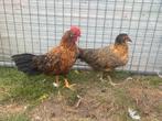 Koppel leghorns, Dieren en Toebehoren, Pluimvee