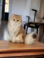 Britse langhaar golden, Dieren en Toebehoren, Katten en Kittens | Raskatten | Langhaar, Poes, Gechipt, 0 tot 2 jaar