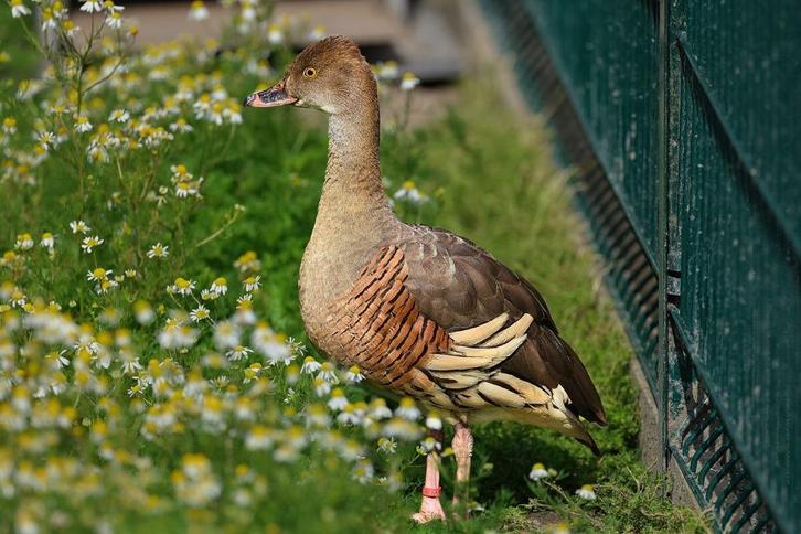 eyton-fluiteend @ paradijshof, Dieren en Toebehoren, Pluimvee, Eend, Meerdere dieren