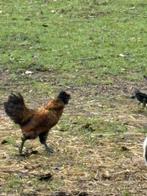 2 hanen te koop, Dieren en Toebehoren, Pluimvee