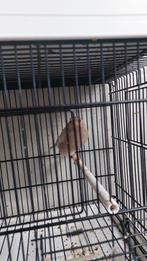 Bruin pastel pop 2025 ruilen voor ander pop ook bruin pastel, Dieren en Toebehoren