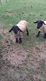 Suffolk ram maart 2025, Dieren en Toebehoren, Schapen, Geiten en Varkens