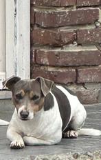 Jack Russel dekreu  niet te koop!, België, Jack Russell Terriër, Reu, CDV (hondenziekte)