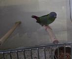 3 kleur Papegaai Amadine, Dieren en Toebehoren, Vogels | Overige Vogels, Mannelijk, Tropenvogel