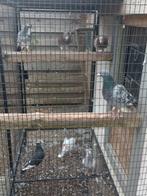 Jonge en oude duiven, Meerdere dieren, Postduif