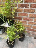 Lavaskruid, maggiplant, tuinkruiden, Ophalen
