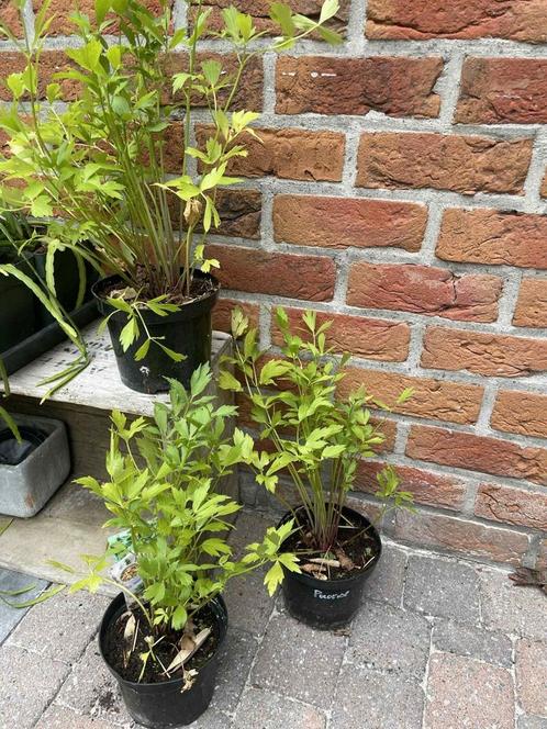 Lavaskruid, maggiplant, tuinkruiden, Tuin en Terras, Planten | Tuinplanten, Ophalen