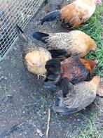 Serama hennetjes en evt een haantje, Dieren en Toebehoren, Pluimvee