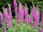 Lythrum en andere moerasplanten voor de vijver, Tuin en Terras, Ophalen, Volle zon, Vaste plant, Zomer
