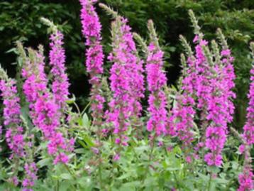 Lythrum en andere moerasplanten voor de vijver beschikbaar voor biedingen