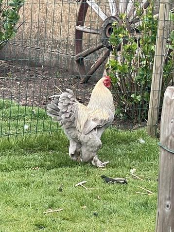 2 hanen raszuiver 1 Brahma kriel Isabel en zijdehoen