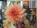 Dahlia's Noordwijks Glorie, Ophalen, Voorjaar, Volle zon, Knol