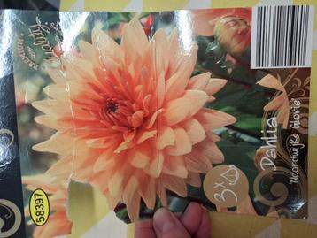 Dahlia's Noordwijks Glorie beschikbaar voor biedingen