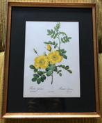 Kader 25/31 oude botanische rozen, Ophalen of Verzenden