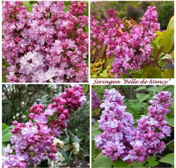 LILAS E.A. « BELLE DE NANCY » +/- 50 CM = 10€/PIÈCE (OCCULÉ)