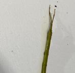 Wandelende takken te koop, Dieren en Toebehoren, Insecten en Spinnen