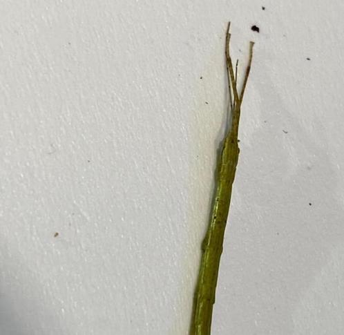 Wandelende takken te koop, Dieren en Toebehoren, Insecten en Spinnen