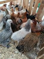 Brahma , zijdehoen , wyandotte , padua , araucana 4+1 GRATIS, Vrouwelijk, Kip