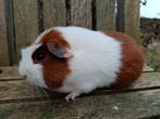 Cavia beertje, Dieren en Toebehoren, Knaagdieren, Mei, Mannelijk, Cavia