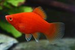 Platy coral red, Poisson, Poisson d'eau douce, Banc de poissons