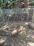 Broedeieren aarschotshoen kriel, Dieren en Toebehoren, Pluimvee