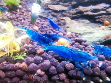 High grade blue velvet garnalen beschikbaar voor biedingen