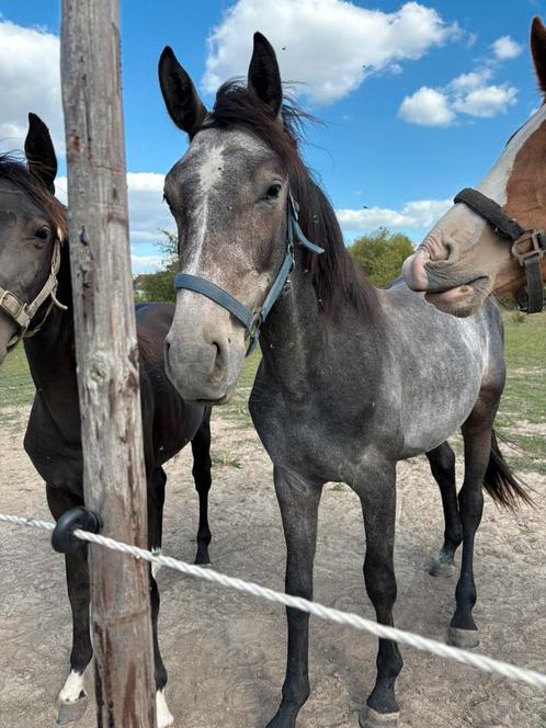 2 jarige, super brave hengst, Dieren en Toebehoren, Paarden en Pony's | Overige Paardenspullen, Ophalen