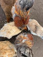 Brahma hanen 2025, Dieren en Toebehoren, Mannelijk, Kip