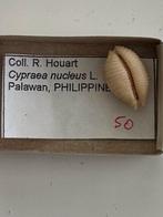 Cypraea, Ophalen