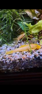Ancistrus, Dieren en Toebehoren, Vis, Zoetwatervis