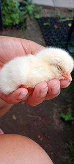 4 kuikens beschikbaar poule de bresse kruising, Dieren en Toebehoren
