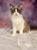 Ragdoll kitten, Dieren en Toebehoren, Katten en Kittens | Raskatten | Langhaar, Poes, Gechipt, 0 tot 2 jaar