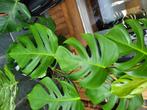 Monstera bonte albo-plant, Huis en Inrichting, Kamerplanten, Ophalen, 100 tot 150 cm, In pot, Groene kamerplant