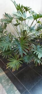 Monstera, Huis en Inrichting, Kamerplanten, Ophalen