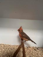 1-1 rode kardinalen ( in nl ), Dieren en Toebehoren, Meerdere dieren, Tropenvogel, Geringd