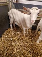 Chevrette de chèvre Saenen, Animaux & Accessoires, Moutons, Chèvres & Cochons, Chèvre