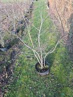 Krent/ krentenstruik/ amelanchier lamarckii, Tuin en Terras, Ophalen